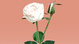 The 7-Question Spark: Why Quick Quizzes are a Gym for Your Fluid Intelligence